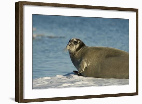 Greenland Sea, Norway, Spitsbergen. Bearded Seal Cow Rests on Sea Ice-Steve Kazlowski-Framed Photographic Print