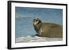 Greenland Sea, Norway, Spitsbergen. Bearded Seal Cow Rests on Sea Ice-Steve Kazlowski-Framed Photographic Print