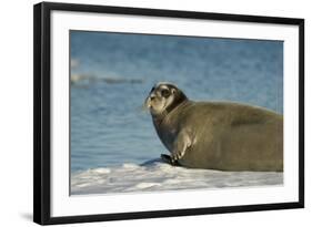 Greenland Sea, Norway, Spitsbergen. Bearded Seal Cow Rests on Sea Ice-Steve Kazlowski-Framed Photographic Print