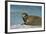 Greenland Sea, Norway, Spitsbergen. Bearded Seal Cow Rests on Sea Ice-Steve Kazlowski-Framed Photographic Print