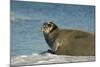 Greenland Sea, Norway, Spitsbergen. Bearded Seal Cow Rests on Sea Ice-Steve Kazlowski-Mounted Photographic Print