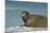 Greenland Sea, Norway, Spitsbergen. Bearded Seal Cow Rests on Sea Ice-Steve Kazlowski-Mounted Photographic Print