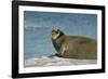 Greenland Sea, Norway, Spitsbergen. Bearded Seal Cow Rests on Sea Ice-Steve Kazlowski-Framed Photographic Print