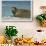 Greenland Sea, Norway, Spitsbergen. Bearded Seal Cow Rests on Sea Ice-Steve Kazlowski-Framed Photographic Print displayed on a wall