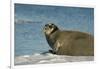 Greenland Sea, Norway, Spitsbergen. Bearded Seal Cow Rests on Sea Ice-Steve Kazlowski-Framed Photographic Print