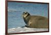 Greenland Sea, Norway, Spitsbergen. Bearded Seal Cow Rests on Sea Ice-Steve Kazlowski-Framed Photographic Print