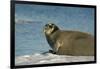 Greenland Sea, Norway, Spitsbergen. Bearded Seal Cow Rests on Sea Ice-Steve Kazlowski-Framed Photographic Print