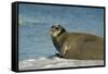 Greenland Sea, Norway, Spitsbergen. Bearded Seal Cow Rests on Sea Ice-Steve Kazlowski-Framed Stretched Canvas