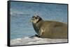 Greenland Sea, Norway, Spitsbergen. Bearded Seal Cow Rests on Sea Ice-Steve Kazlowski-Framed Stretched Canvas