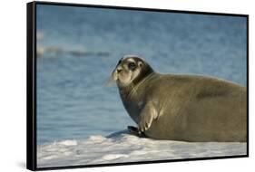 Greenland Sea, Norway, Spitsbergen. Bearded Seal Cow Rests on Sea Ice-Steve Kazlowski-Framed Stretched Canvas