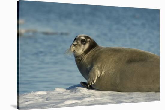 Greenland Sea, Norway, Spitsbergen. Bearded Seal Cow Rests on Sea Ice-Steve Kazlowski-Stretched Canvas