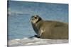 Greenland Sea, Norway, Spitsbergen. Bearded Seal Cow Rests on Sea Ice-Steve Kazlowski-Stretched Canvas