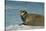 Greenland Sea, Norway, Spitsbergen. Bearded Seal Cow Rests on Sea Ice-Steve Kazlowski-Stretched Canvas