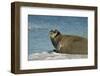 Greenland Sea, Norway, Spitsbergen. Bearded Seal Cow Rests on Sea Ice-Steve Kazlowski-Framed Photographic Print