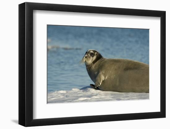 Greenland Sea, Norway, Spitsbergen. Bearded Seal Cow Rests on Sea Ice-Steve Kazlowski-Framed Photographic Print