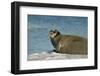 Greenland Sea, Norway, Spitsbergen. Bearded Seal Cow Rests on Sea Ice-Steve Kazlowski-Framed Photographic Print