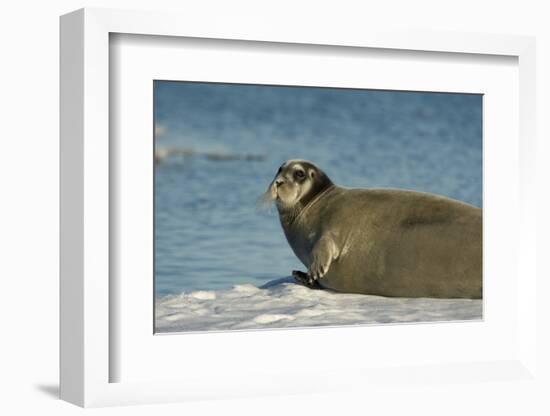 Greenland Sea, Norway, Spitsbergen. Bearded Seal Cow Rests on Sea Ice-Steve Kazlowski-Framed Photographic Print