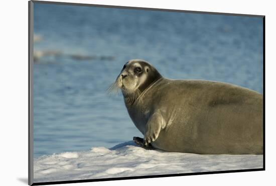 Greenland Sea, Norway, Spitsbergen. Bearded Seal Cow Rests on Sea Ice-Steve Kazlowski-Mounted Photographic Print