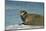 Greenland Sea, Norway, Spitsbergen. Bearded Seal Cow Rests on Sea Ice-Steve Kazlowski-Mounted Photographic Print