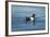 Greenland Sea, Norway, Spitsbergen. Brunnich's Guillemot Swimming-Steve Kazlowski-Framed Photographic Print