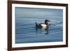 Greenland Sea, Norway, Spitsbergen. Brunnich's Guillemot Swimming-Steve Kazlowski-Framed Photographic Print