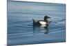 Greenland Sea, Norway, Spitsbergen. Brunnich's Guillemot Swimming-Steve Kazlowski-Mounted Photographic Print