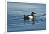 Greenland Sea, Norway, Spitsbergen. Brunnich's Guillemot Swimming-Steve Kazlowski-Framed Photographic Print