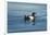 Greenland Sea, Norway, Spitsbergen. Brunnich's Guillemot Swimming-Steve Kazlowski-Framed Photographic Print