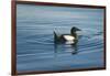 Greenland Sea, Norway, Spitsbergen. Brunnich's Guillemot Swimming-Steve Kazlowski-Framed Photographic Print