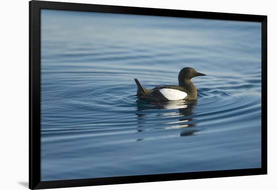 Greenland Sea, Norway, Spitsbergen. Brunnich's Guillemot Swimming-Steve Kazlowski-Framed Photographic Print