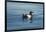 Greenland Sea, Norway, Spitsbergen. Brunnich's Guillemot Swimming-Steve Kazlowski-Framed Photographic Print