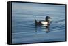 Greenland Sea, Norway, Spitsbergen. Brunnich's Guillemot Swimming-Steve Kazlowski-Framed Stretched Canvas