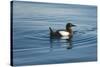 Greenland Sea, Norway, Spitsbergen. Brunnich's Guillemot Swimming-Steve Kazlowski-Stretched Canvas