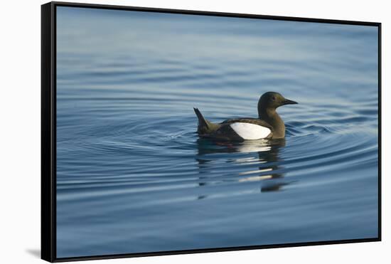 Greenland Sea, Norway, Spitsbergen. Brunnich's Guillemot Swimming-Steve Kazlowski-Framed Stretched Canvas