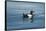 Greenland Sea, Norway, Spitsbergen. Brunnich's Guillemot Swimming-Steve Kazlowski-Framed Stretched Canvas