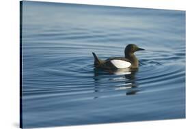 Greenland Sea, Norway, Spitsbergen. Brunnich's Guillemot Swimming-Steve Kazlowski-Stretched Canvas