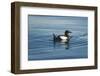 Greenland Sea, Norway, Spitsbergen. Brunnich's Guillemot Swimming-Steve Kazlowski-Framed Photographic Print