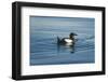 Greenland Sea, Norway, Spitsbergen. Brunnich's Guillemot Swimming-Steve Kazlowski-Framed Photographic Print