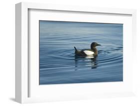 Greenland Sea, Norway, Spitsbergen. Brunnich's Guillemot Swimming-Steve Kazlowski-Framed Photographic Print