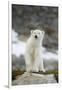 Greenland Sea, Norway, Spitsbergen. Polar Bear Cub Ona Rocky Coast-Steve Kazlowski-Framed Premium Photographic Print