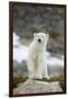 Greenland Sea, Norway, Spitsbergen. Polar Bear Cub Ona Rocky Coast-Steve Kazlowski-Framed Premium Photographic Print