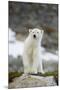 Greenland Sea, Norway, Spitsbergen. Polar Bear Cub Ona Rocky Coast-Steve Kazlowski-Mounted Premium Photographic Print