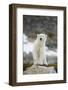 Greenland Sea, Norway, Spitsbergen. Polar Bear Cub Ona Rocky Coast-Steve Kazlowski-Framed Photographic Print