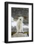 Greenland Sea, Norway, Spitsbergen. Polar Bear Cub Ona Rocky Coast-Steve Kazlowski-Framed Photographic Print