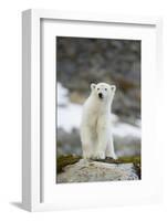 Greenland Sea, Norway, Spitsbergen. Polar Bear Cub Ona Rocky Coast-Steve Kazlowski-Framed Photographic Print