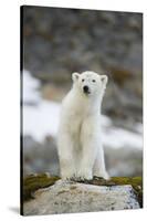 Greenland Sea, Norway, Spitsbergen. Polar Bear Cub Ona Rocky Coast-Steve Kazlowski-Stretched Canvas