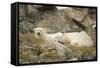 Greenland Sea, Norway, Spitsbergen. Polar Bear with Cub Resting-Steve Kazlowski-Framed Stretched Canvas