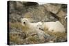 Greenland Sea, Norway, Spitsbergen. Polar Bear with Cub Resting-Steve Kazlowski-Stretched Canvas