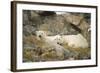 Greenland Sea, Norway, Spitsbergen. Polar Bear with Cub Resting-Steve Kazlowski-Framed Photographic Print