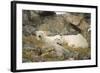 Greenland Sea, Norway, Spitsbergen. Polar Bear with Cub Resting-Steve Kazlowski-Framed Photographic Print